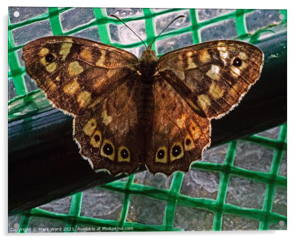 Speckled Wood Butterfly Acrylic by Mark Ward