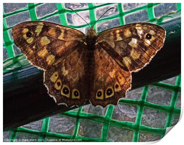 Speckled Wood Butterfly Print by Mark Ward