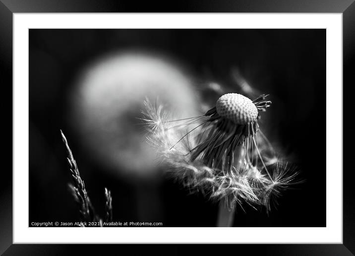 Wildflowers Framed Mounted Print by Jason Atack