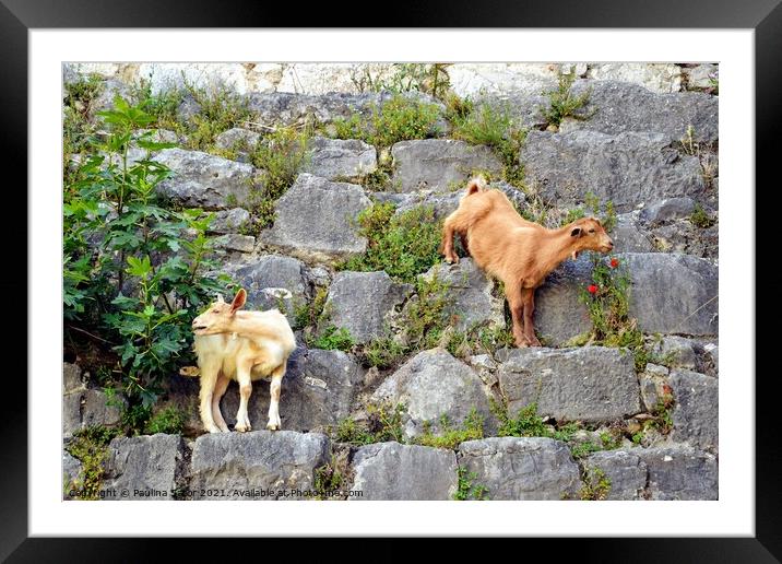 Two goats on the stone wall Framed Mounted Print by Paulina Sator