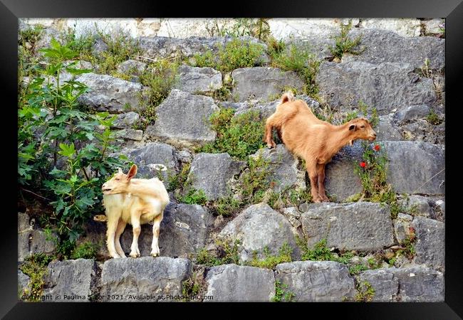Two goats on the stone wall Framed Print by Paulina Sator