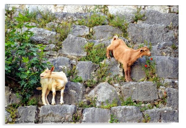 Two goats on the stone wall Acrylic by Paulina Sator