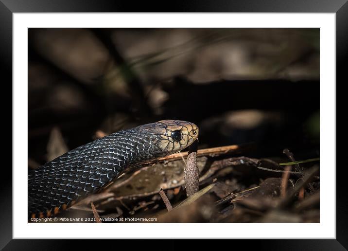 Australian Snake Framed Mounted Print by Pete Evans