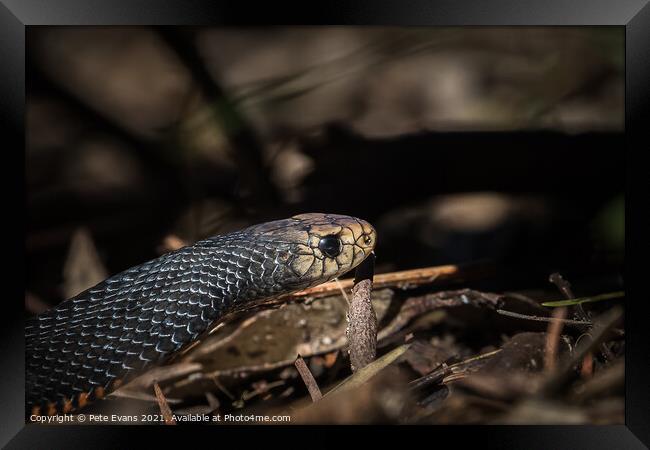 Australian Snake Framed Print by Pete Evans