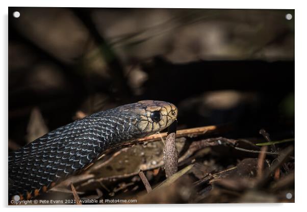 Australian Snake Acrylic by Pete Evans