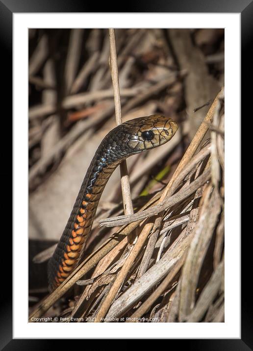 Beautiful Reptile Framed Mounted Print by Pete Evans
