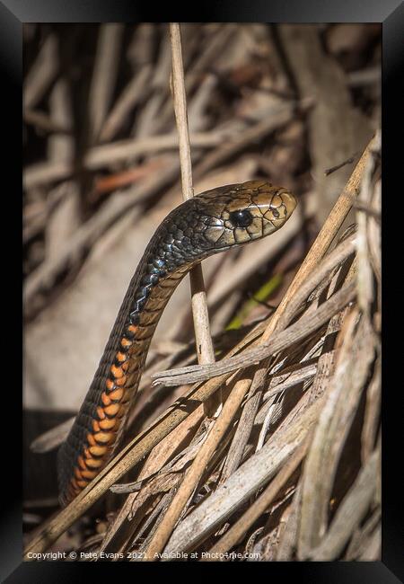 Beautiful Reptile Framed Print by Pete Evans
