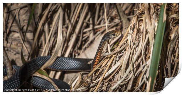 A Snake in the Sun Print by Pete Evans