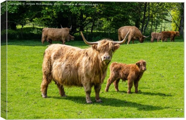 Highland cow with calf Canvas Print by Angus McComiskey