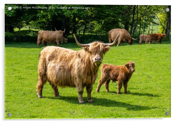 Highland cow with calf Acrylic by Angus McComiskey