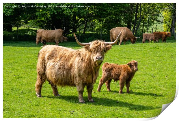 Highland cow with calf Print by Angus McComiskey
