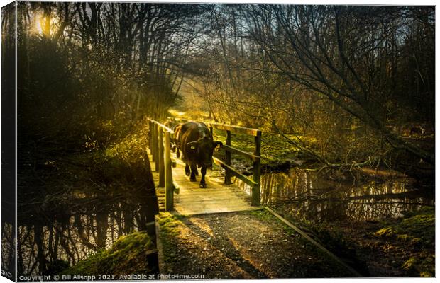 New Forest Cattle. Canvas Print by Bill Allsopp