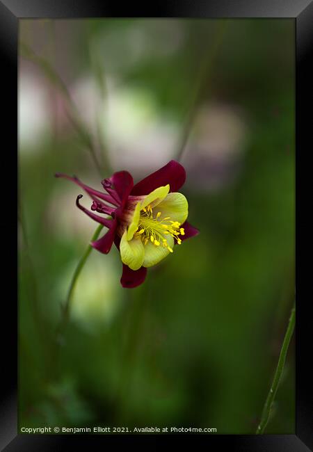 Aquilegia canadensis Framed Print by Benjamin Elliott