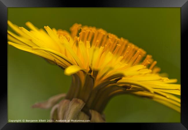 Dandelion (Taraxacum officinale) Framed Print by Benjamin Elliott