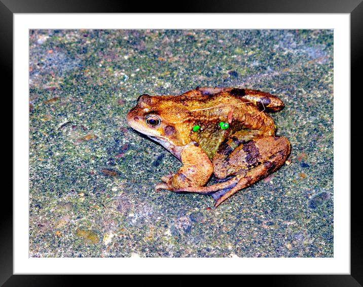 Common Frog.- Rana temporaria Framed Mounted Print by john hill