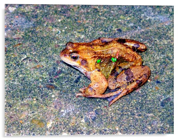 Common Frog.- Rana temporaria Acrylic by john hill