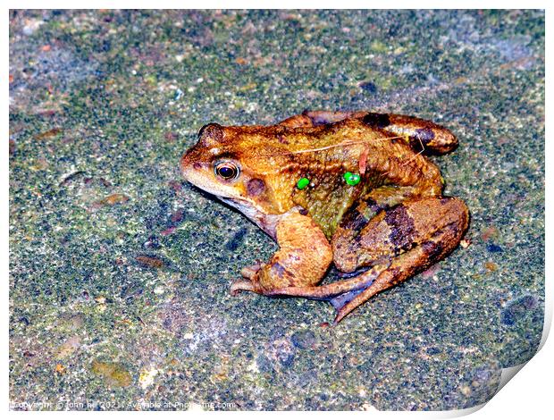 Common Frog.- Rana temporaria Print by john hill