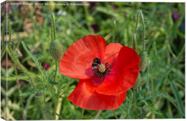 Collecting pollen Canvas Print by Kevin Winter