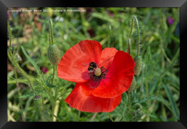 Collecting pollen Framed Print by Kevin Winter