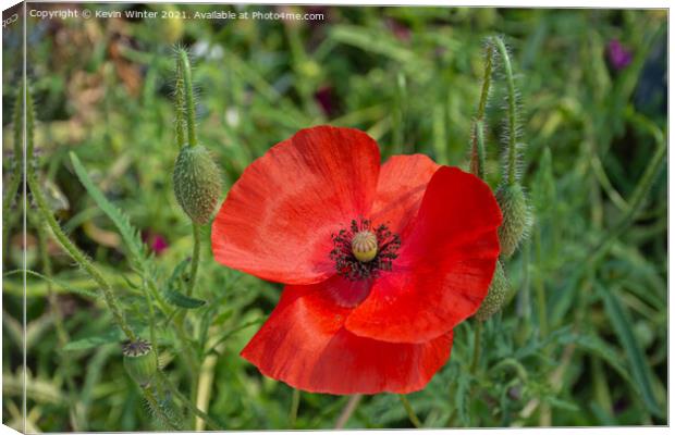 Poppy in bloom Canvas Print by Kevin Winter