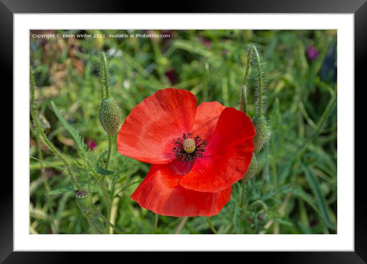 Poppy in bloom Framed Mounted Print by Kevin Winter