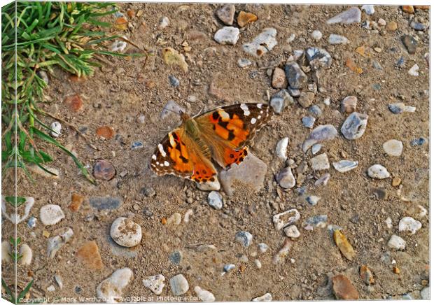 Painted Lady Butterfly. Canvas Print by Mark Ward