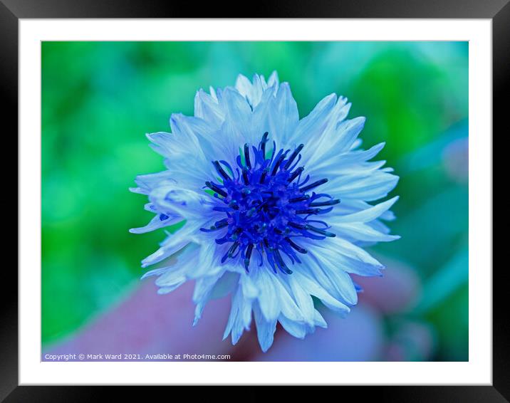 Delight on a Stem. Framed Mounted Print by Mark Ward