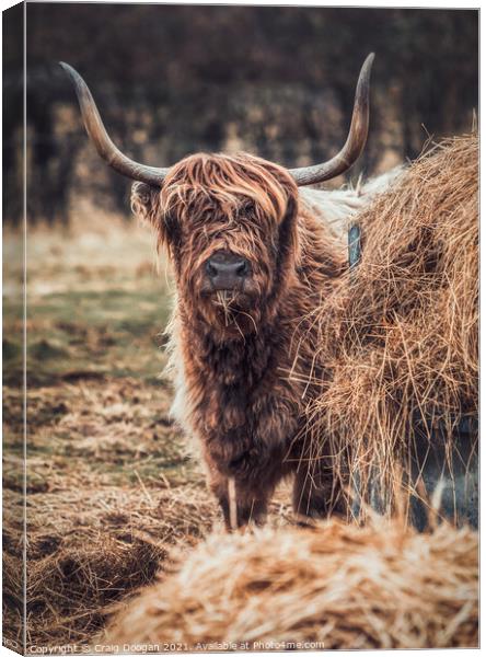 Highland Cow Canvas Print by Craig Doogan