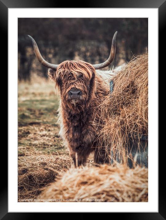 Highland Cow Framed Mounted Print by Craig Doogan