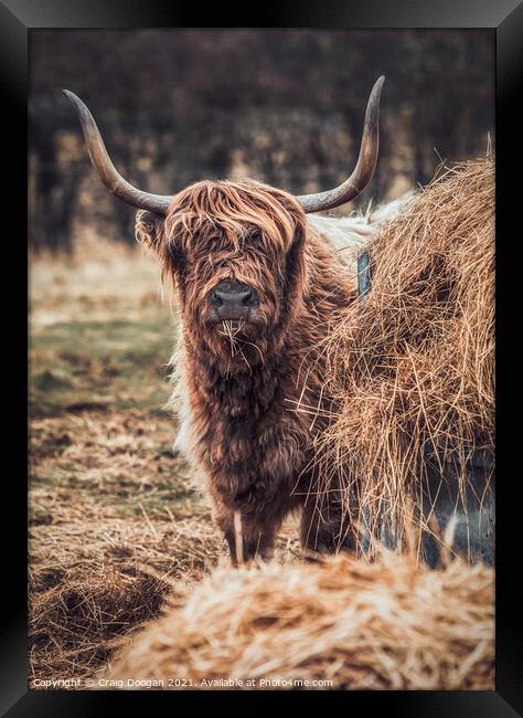 Highland Cow Framed Print by Craig Doogan