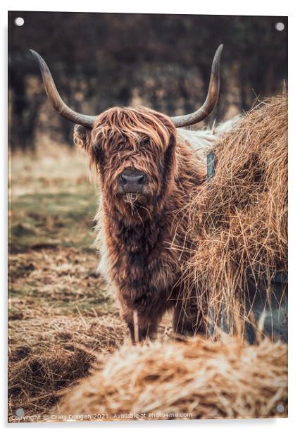 Highland Cow Acrylic by Craig Doogan