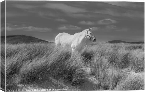 Luskentyre white horse. Canvas Print by Scotland's Scenery