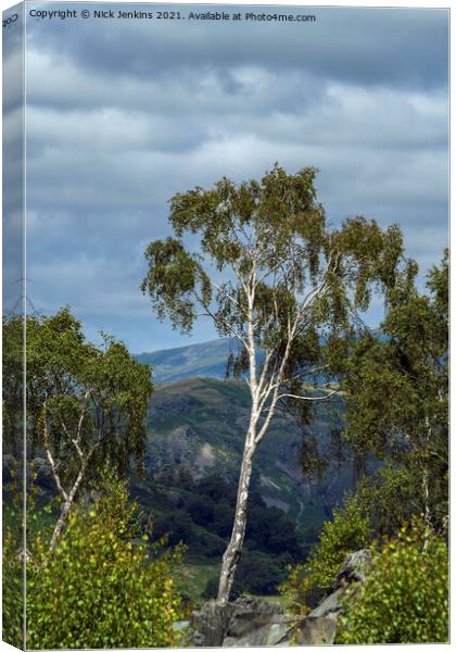 Silver Birch Tree Hodge Close Quarry  Canvas Print by Nick Jenkins