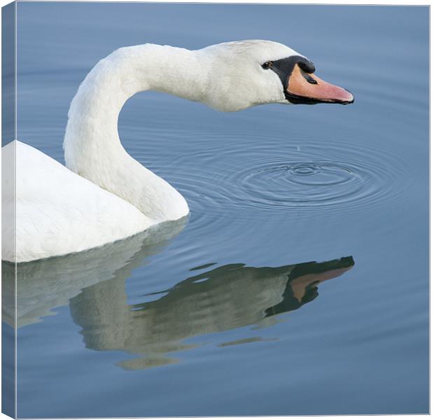Swan Canvas Print by Ian Middleton
