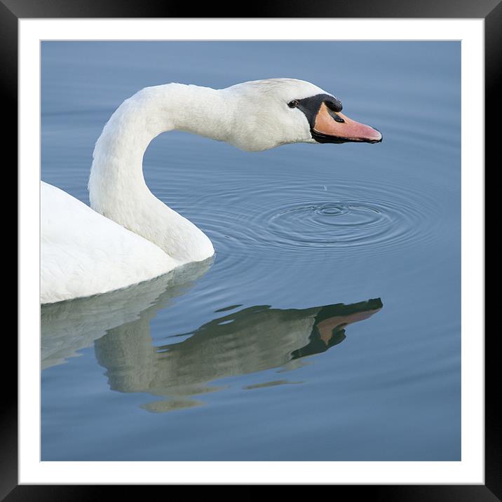 Swan Framed Mounted Print by Ian Middleton