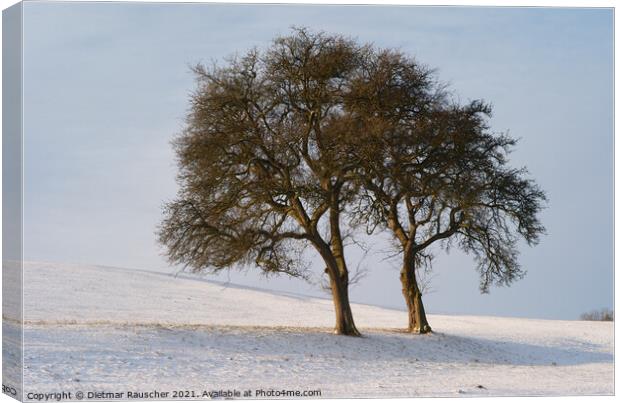 Two Trees in a Snowy Winter Landscape Canvas Print by Dietmar Rauscher