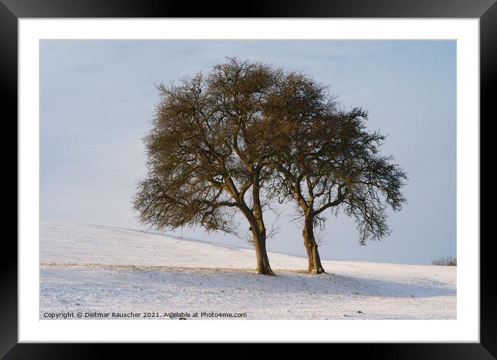 Two Trees in a Snowy Winter Landscape Framed Mounted Print by Dietmar Rauscher