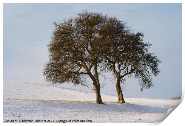 Two Trees in a Snowy Winter Landscape Print by Dietmar Rauscher