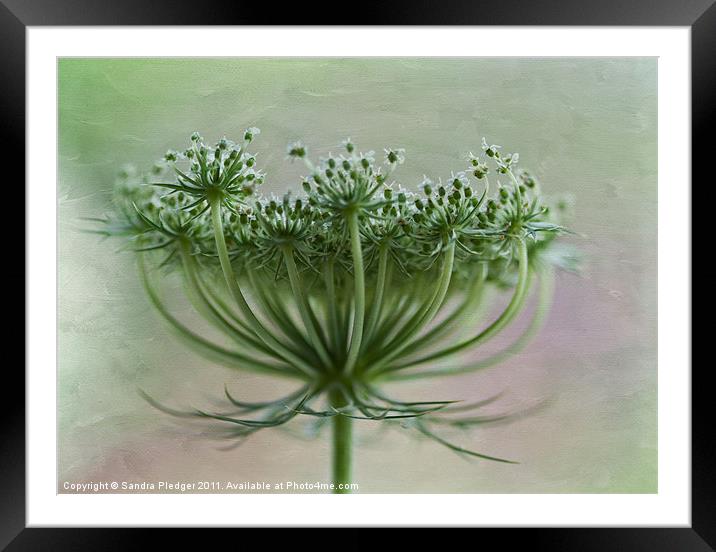 Queen Anne Lace Framed Mounted Print by Sandra Pledger
