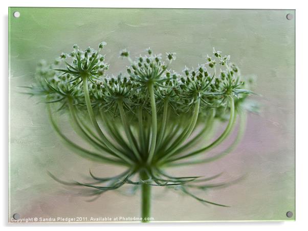 Queen Anne Lace Acrylic by Sandra Pledger