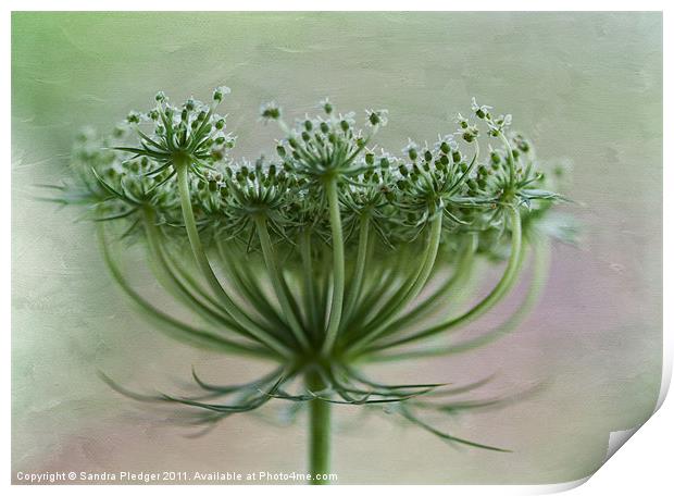 Queen Anne Lace Print by Sandra Pledger