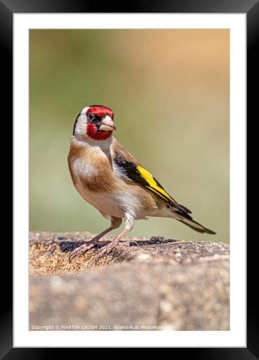 Goldfinch  Framed Mounted Print by MARTIN CRUSH