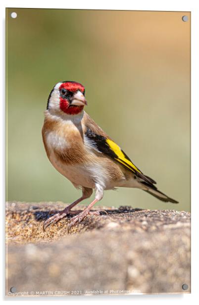 Goldfinch  Acrylic by MARTIN CRUSH