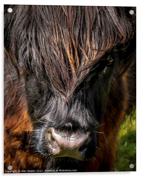Highland cow - Black and Tan Acrylic by Don Nealon