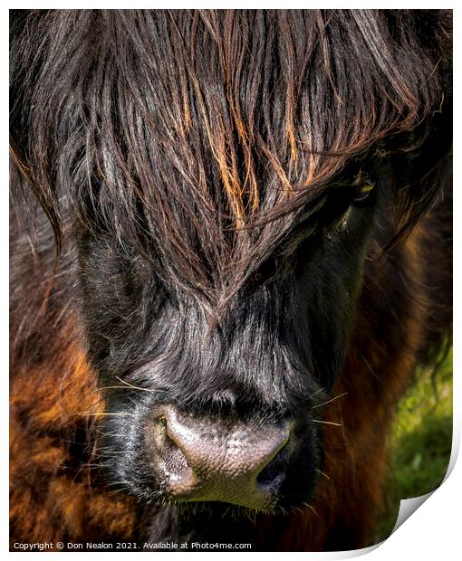 Highland cow - Black and Tan Print by Don Nealon