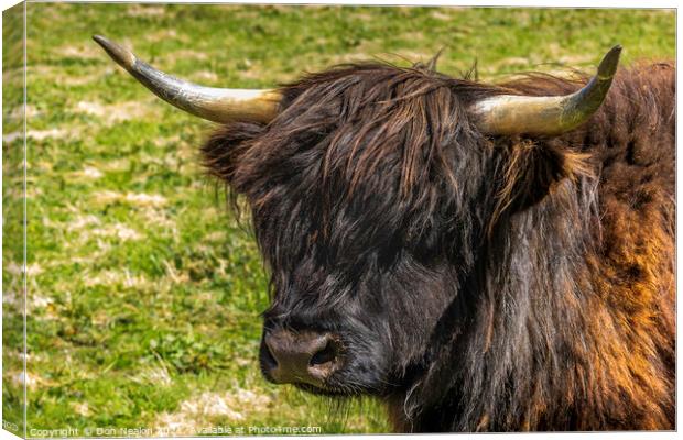 Highland cow - Black and Tan Canvas Print by Don Nealon
