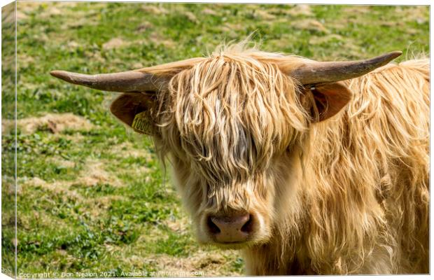 Highland cow - Blondie Canvas Print by Don Nealon