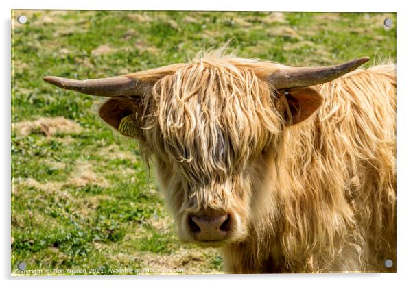 Highland cow - Blondie Acrylic by Don Nealon