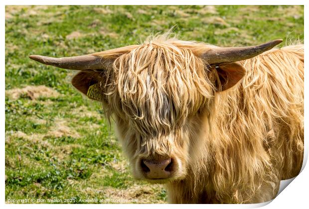 Highland cow - Blondie Print by Don Nealon