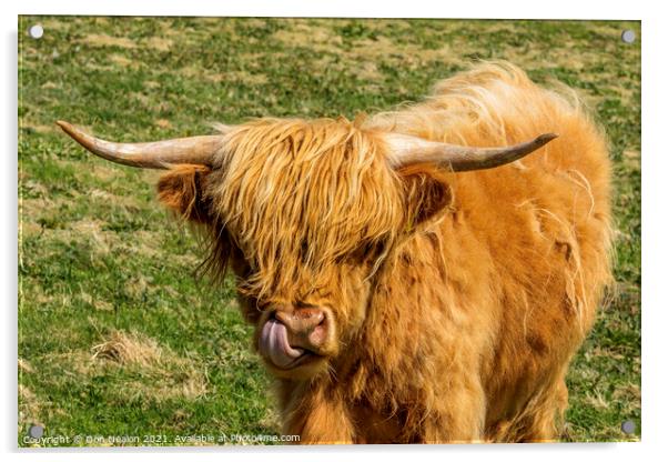 Highland cow - lick it Acrylic by Don Nealon